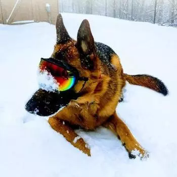 Очки для собак на открытом воздухе, очки для собак, модные спортивные солнцезащитные очки для собак, регулируемый ремешок для путешествий, очки для катания на лыжах и защиты от запотевания для домашних животных S(5.5x12.5cm) зелёный