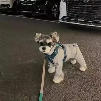 Одежда для домашних животных Кошки и собаки Bichbear Зимняя одежда для четвероногих шнауцеров Утепленная шуба для сохранения тепла Товары для домашних животных S 1.5-2 kg серый