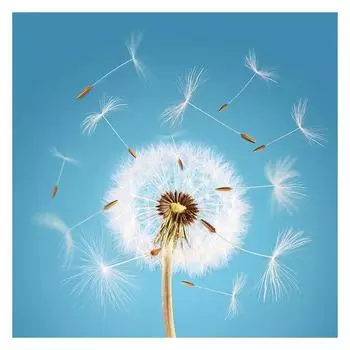 Одуванчик Лаванда Цветы Сад Фотография Фон Студийные Фото Реквизит Задник Свадьба День рождения Вечеринка 120*120cm