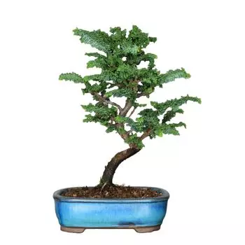Окаменевший хиноки Секка хиноки Маленький бонсай Фактический товар Кипарис Кипарисовая сосна Мини-бонсай для начинающих В помещении Оценки Хобби Настольный бонсай Бонсай Горшок зелёный