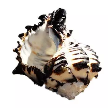 Океанские ракушки 3-4 дюйма, большие натуральные морские ракушки для поделок, аквариумных рыб и коллекционеров ракушек