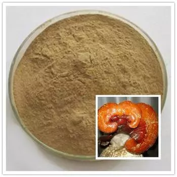 Органический экстракт Antrodia Camphorata 10:1 Порошок 200 г Ню Чжан Чжи