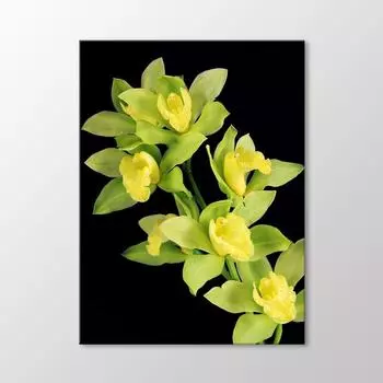 Орхидеи Живопись