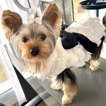 Осень-зима теплая одежда для домашних животных для маленьких собак Кошки Свитер для собак с бантом Белое пальто Куртка Элегантный костюм для кошек Комбинезоны Французский бульдог Чихуахуа XS белый