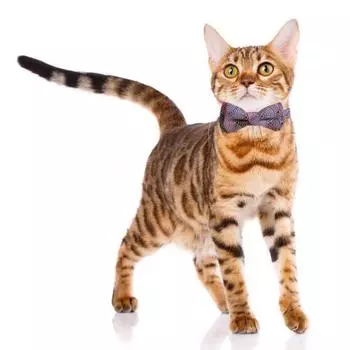 Ошейник-бабочка для кошек с колокольчиком в японском стиле, напечатанное на ткани ожерелье для домашних животных, регулируемое, безопасное для шеи синий