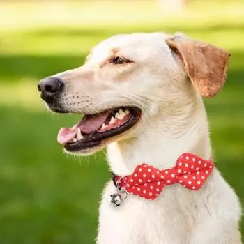 Ошейник-бабочка в виде кошки с медным колокольчиком, однотонная регулируемая пряжка в горошек для котенка и щенка зелёный