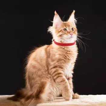 Ошейник для домашних животных из пряжи с колокольчиком Macaron, однотонный износостойкий ошейник-бантик для кошек, регулируемая шея белый