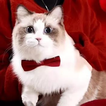 Ошейник для кошек Breakaway Bowknot с колокольчиком, регулируемое ожерелье для кошек с дизайном в виде банта One-size розовый