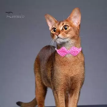 Ошейник для кошек с галстуком-бабочкой и медным колокольчиком, однотонный, в горошек, регулируемая пряжка для котенка, щенка, устойчивый к ржавчине, приятный для кожи ошейник для домашних животных зелёный