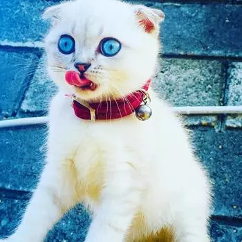 Ошейник для кошек с подвеской в виде сердца и колокольчиком, эластичный, регулируемый, с мягким бархатным материалом, 8 цветов, товар для домашних животных, ошейник для маленьких собак синий