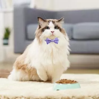 Ошейник для кошек в клетку с колокольчиками, галстуком-бабочкой, расстегивающийся ошейник для домашних животных, удобный стильный дизайн розовый