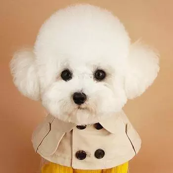 Ошейник для собак в британском стиле, застегивается на пуговицы, устойчив к морщинам, удобен в ношении, стильный, дышащий. XL