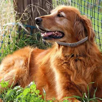 Ошейник от блох для домашних животных Регулируемый ошейник от блох и клещей для кошек и собак 8 месяцев Cat белый