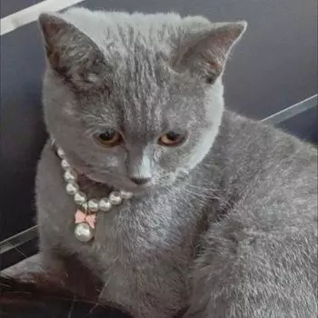 Отлично подходит с застежкой-лобстером, легкий кулон, ожерелье, ювелирные изделия для собак и кошек, милый воротник, свадебный продукт для домашних животных 1 S