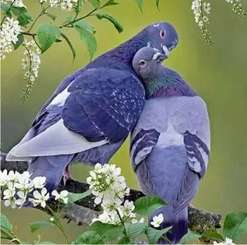 Пара голубей дрель 5D алмазная живопись вышивка крестиком DIY Алмазная вышивка украшение дома 30*30 cm