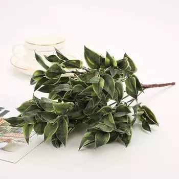 Парнассия Толстолистная Франш Дом Маленькое Зеленое Растение Декор Оконный Аксессуар Ink Green