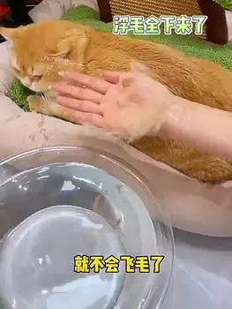 Паровая щетка для кошек Паровая щетка для собак 3 в 1 Электрический спрей Щетки для кошачьей шерсти для котенка для массажа Расческа для ухода за домашними животными Расчески для удаления волос Принадлежности для ухода