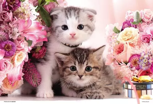Пазл BEVERLY PRETTY PET be together 1000 микродеталей Давайте (1000М-007)