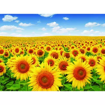 Пазл Blue Sky Sunflower Field PS502, популярные корейские пазлы