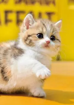 Пазл EPOCH из 108 элементов «Кошка» x В комплект входят лопатка и билет для подсчета очков EPOCH Creatures/Pets Hands! (18.2 25.7см) 01-067 клей, в комплекте,