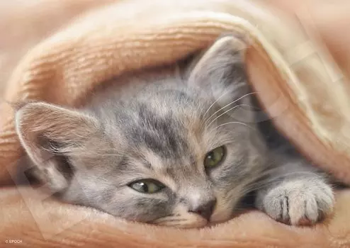 Пазл EPOCH из 108 элементов Кошки просыпаются x В комплект входят лопатка и билет для подсчета очков EPOCH Существа/питомцы Не (18.2 25.7см) клей 03-090, в комплекте,