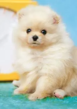 Пазл EPOCH из 108 деталей Собака Пушистый шпиц x Включает в себя купон на подсчет очков Включено Существо/Питомец EPOCH (18.2 25.7см) 01-071 Клей, Шпатель,