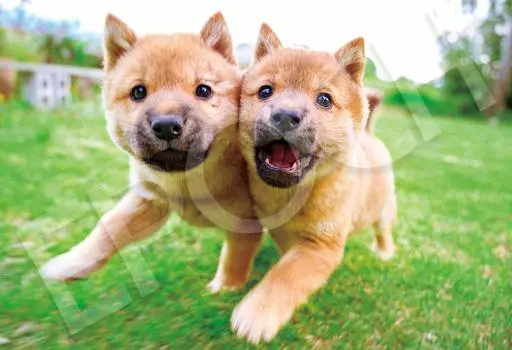 Пазл EPOCH из 300 деталей «Собака, сложите щеки вместе» x В комплект входит шпатель, купон на подсчет очков EPOCH Animal/Pet (26 38см) 26-354s Клей,