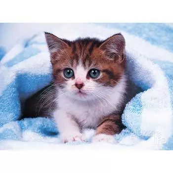 Пазл из 150 деталей - Котенок 2, популярная корейская головоломка
