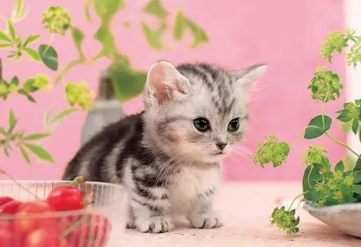 Пазл из 300 деталей, я смотрю на тебя (26x38см)