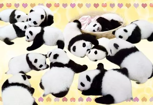 Пазл из 300 деталей Я люблю панд! (26x38см)