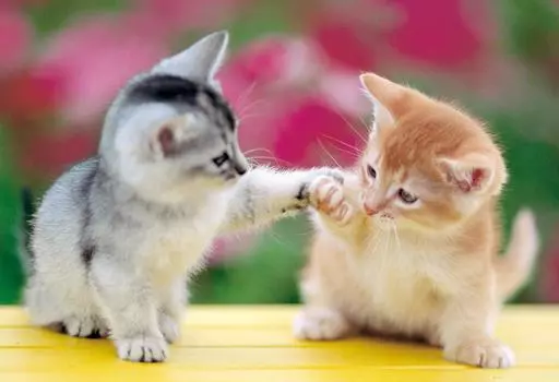 Пазл из 450 деталей Puzzle Master Small Piece Nyan! (26x38см)