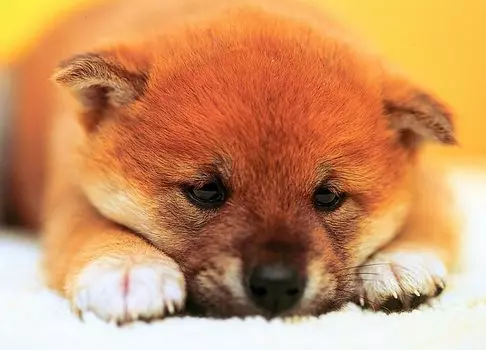 Пазл Нагоми из 108 деталей...(18,2x25,7см)