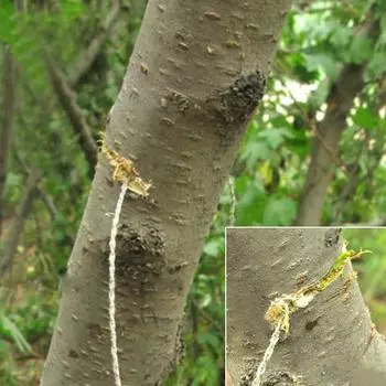 Переносная проволочная пила из нержавеющей стали с ручкой Ручные цепные пилы для резки ?