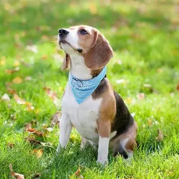 Pet Bandanas Collar for Dogs Cats Adjustable PU Leather Triangular Bibs Scarf Collar with Paisley Pattern for Puppy Accessories S чёрный