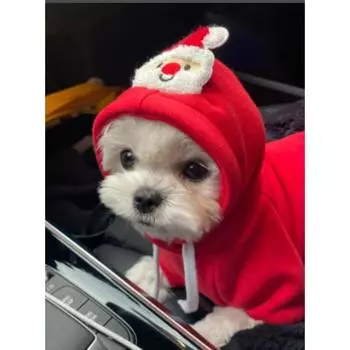 Pet dog cat sweater autumn and winter new teddy fight medium dog Christmas cat supplies clothes XS (bust 35CM recommends 2kg pet)