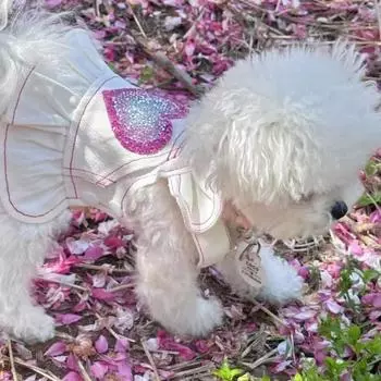 Pet Love Юбка на бретельках с пайетками для собак, белая джинсовая одежда для собак, весна-осень, одежда для домашних животных, одежда для маленьких собак йоркширской болонки, одежда для домашних животных, одежда для щенков XS
