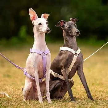 Petrium Light Harness Шлейка для собак Нагрудный поводок, цвет слоновой кости L