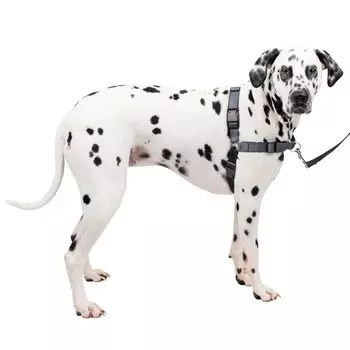 PetSafe Шлейка для собак Делюкс Easy Walk Шлейка Стальной Серебристый x Черный L Защита от рывков
