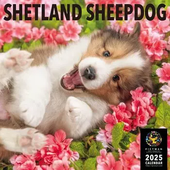 PICTWAN [L версия] Шетландская овчарка Календарь 2025 CL25-1225