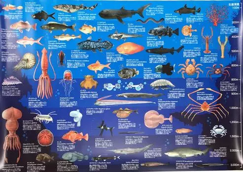 Плакат «Глубоководные существа» Большой плакат для ванной «Глубоководная энциклопедия» Книга с картинками Формат A1 841 x 584 мм ki-090-b