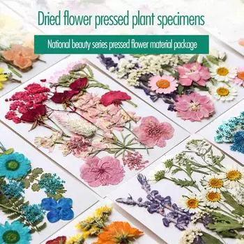 Plant Specimen Embossed Sticker Photo Frame Diy Petal Real Flower Bag Plant Specimen Embossed Sticker Dried Flower Bag
