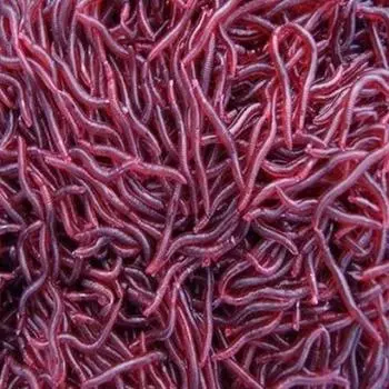 Пластиковые 50 шт., искусственные дождевые черви, 4 см, запах, красный червь, приманки для карпа, приманка, мягкая рыболовная приманка, снасти, личинки, игрушки для рыбы красный