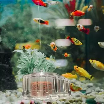 Пластиковый инструмент для чистки аквариума Устройство для удаления улиток Коробка для ловли вредителей планарии Ловушка для улиток прозрачный