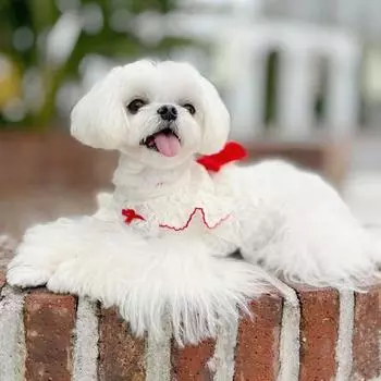 Платье для собаки, пуловер с кружевным краем и бантом, карнавальный костюм принцессы для маленькой собаки 2XS чёрный