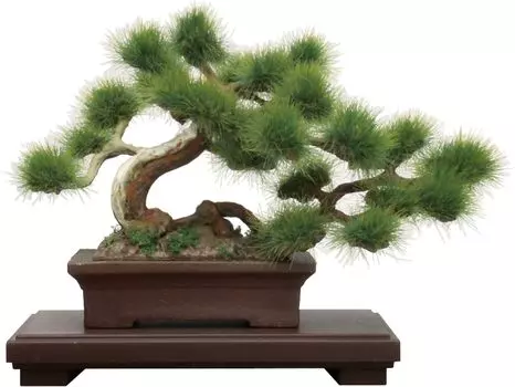 Platts Bonsai Ichi Пластиковая модель 1/12 BON-01