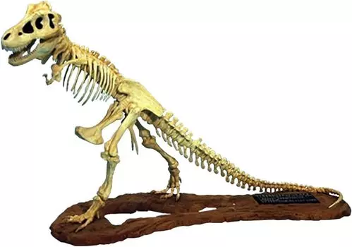 Platts Grenco Model Tyrannosaurus Skeleton Model Plastic Model GM07906 1/24 (Animal)