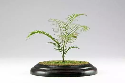 Platz scale plant kit series Areca palm etching kit PHK12-01 1/12 No.1