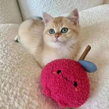 Плюшевая кошачья зубная палочка для кошек жевательная игрушка мягкая мягкая милая кошачья молярная палочка твердая устойчивая к укусам товары для животных принадлежности аксессуары