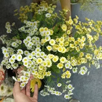 Поддельные цветы натуральные яркие вечные полезные многоцветные полевые цветы для банкета