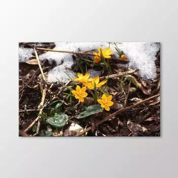 Подснежник Цветочная Живопись